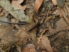 Aponedyopus montanus