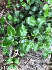 Psydrax odorata buxifolia