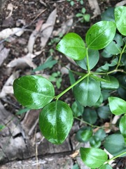 Psydrax odorata buxifolia