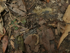 Aponedyopus montanus
