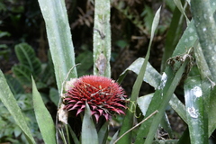 Karawata saxicola