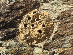 Katamenes arbustorum