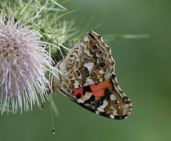 Vanessa indica indica