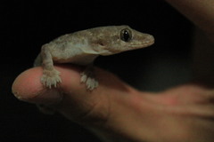 Hemidactylus mabouia