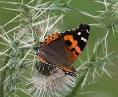 Vanessa indica indica