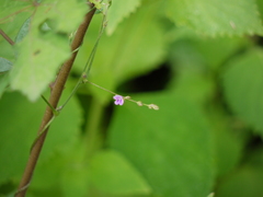 Teramnus labialis
