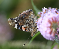 Vanessa indica indica