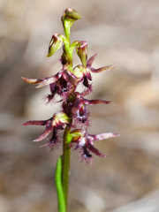 Genoplesium morrisii