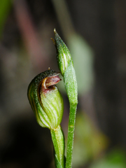 Pterostylis rubescens