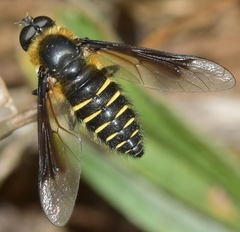 Lomatia tysiphone