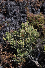 Cotyledon orbiculata orbiculata