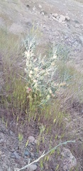Astragalus baba-alliar nudicarpus