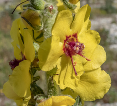 Verbascum boerhavii