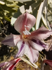 Gladiolus guthriei