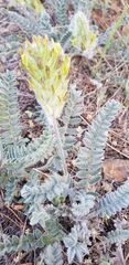 Astragalus iranicus