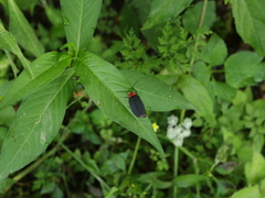 Pyrocoelia sanguiniventer