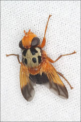 Amphitropesa elegans