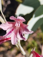 Gladiolus guthriei