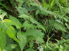 Pyrocoelia sanguiniventer