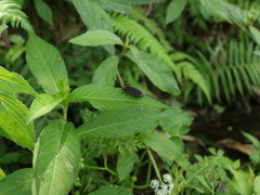 Pyrocoelia sanguiniventer