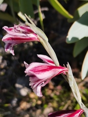 Gladiolus guthriei