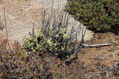 Cotyledon orbiculata orbiculata