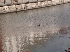 Podiceps cristatus