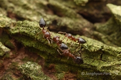 Crematogaster matsumurai