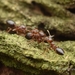 Crematogaster matsumurai - Photo (c) Jonghyun Park, some rights reserved (CC BY), uploaded by Jonghyun Park