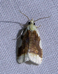Cenopis niveana