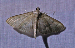 Herpetogramma aeglealis