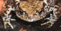 Bufo bufo
