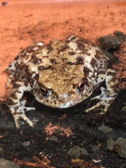Bufo bufo