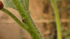 Sibinia
