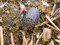 Thanatophilus rugosus