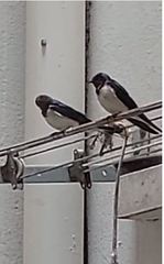 Hirundo rustica