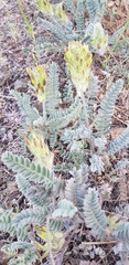 Astragalus iranicus