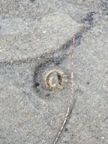 iNaturalist observation photo of Amphipods