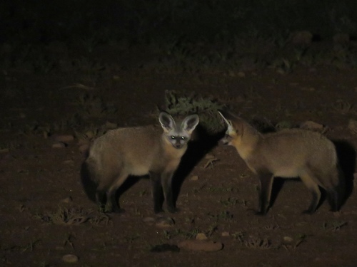 Otocyon (Otocyon megalotis)