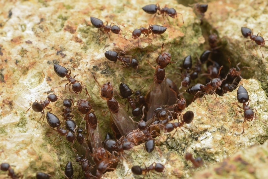 Crematogaster vagula