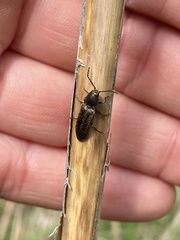 Cidnopus aeruginosus