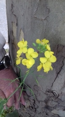 Brassicaceae