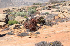 Aloe melanacantha