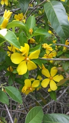 Ochnaceae