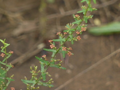 Ammannia multiflora
