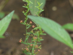 Ammannia multiflora