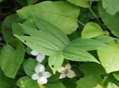 Maianthemum