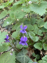 Viola riviniana