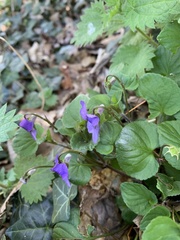 Viola riviniana