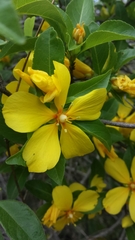 Ochnaceae